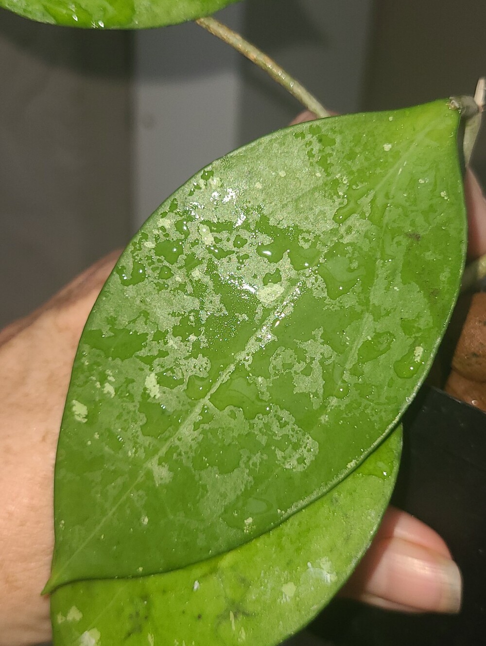 Hoya AH-047 - Picture 5 of 7
